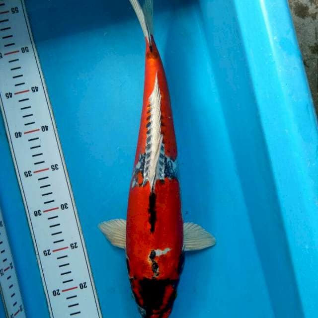 Kikokuryu 40cm
