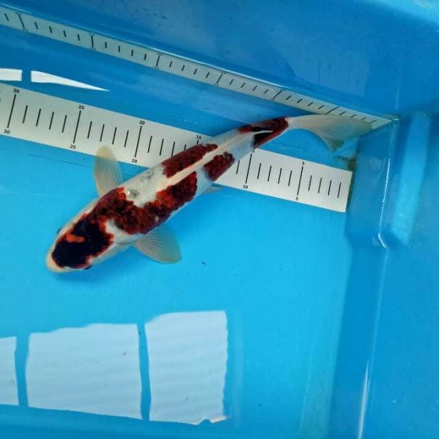 Nidan koromo 30 Original (dikepala Bekas kebentur aquarium)