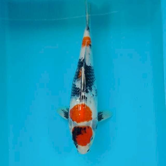 SHOWA MARUTEN 31 CM