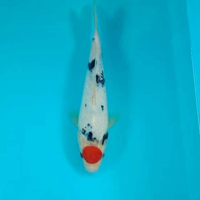 TANCHO SANKE 27 CM