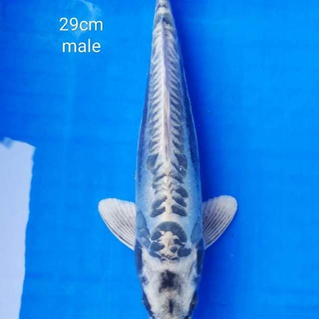 kiko