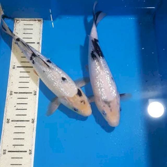 SHIRO GINDRIN 23&24 CM