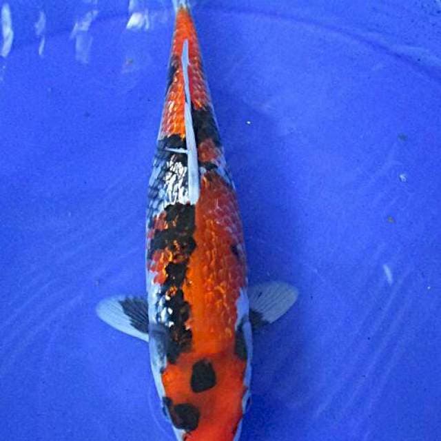 Gindrin showa ±28cm