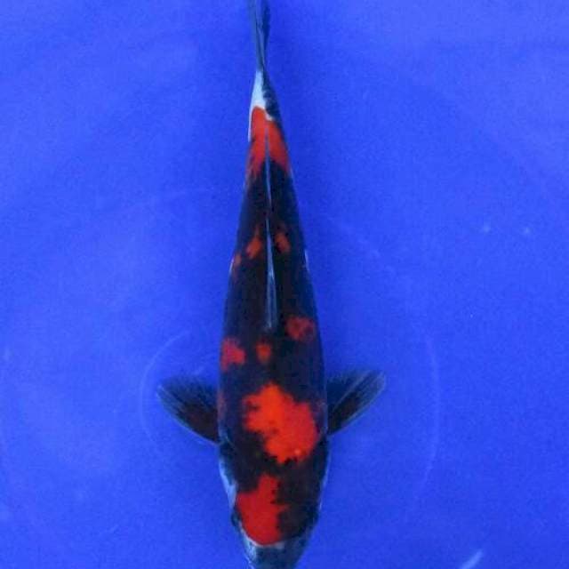 Showa doitsu murni±22cm