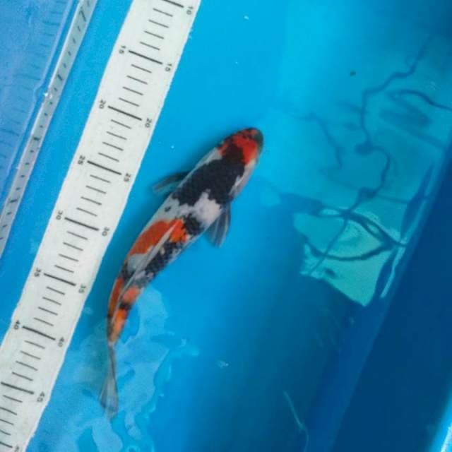 Showa 26cm