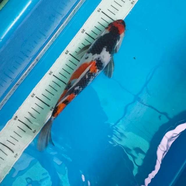Showa 26cm