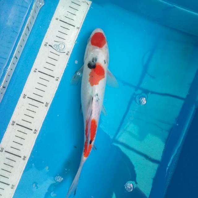 Sanke Tancho 28cm