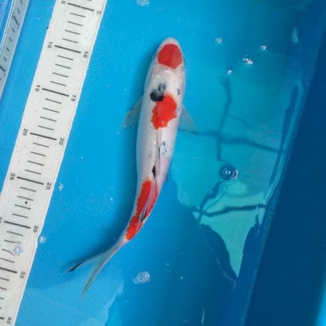 Sanke Tancho 28cm