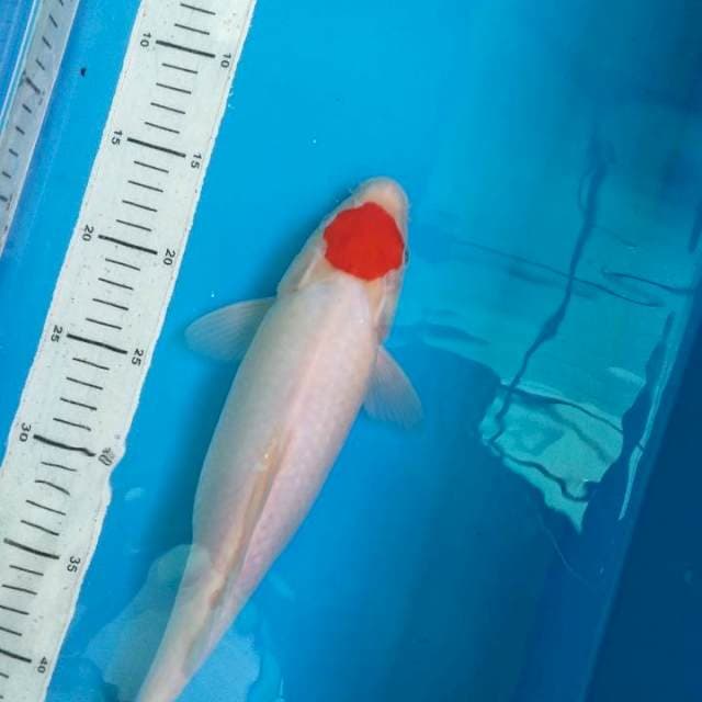Tancho 31cm