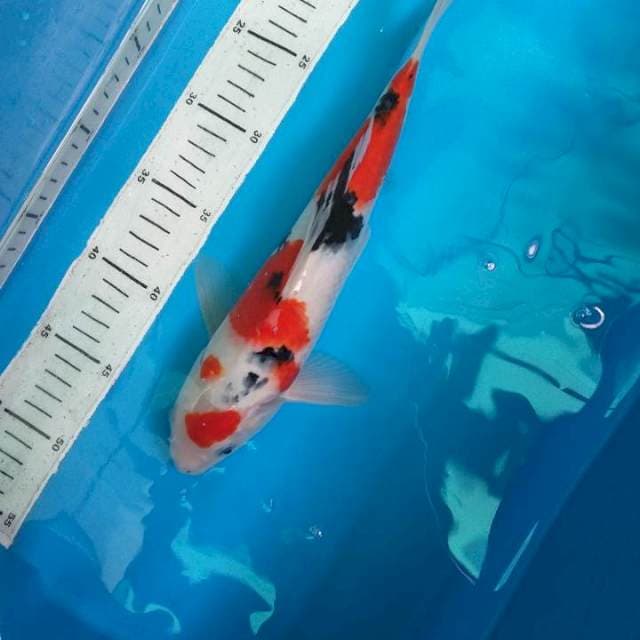 Sanke 31cm