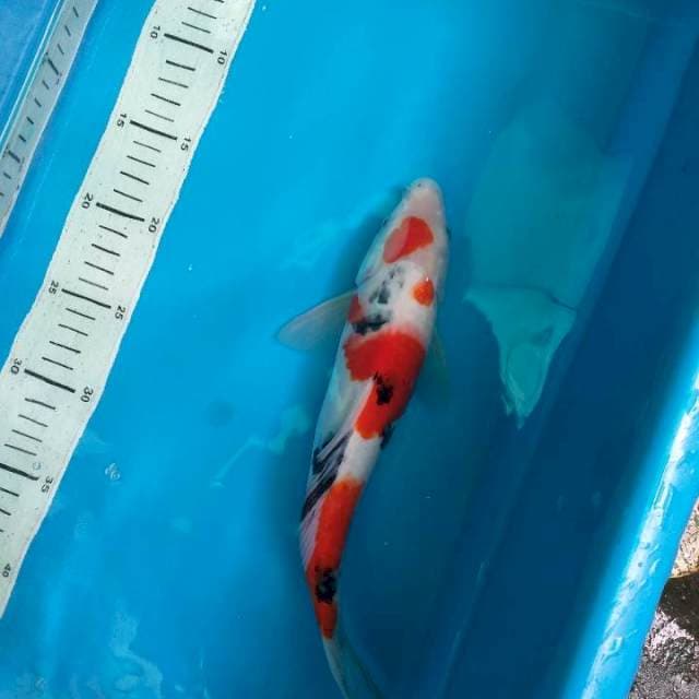 Sanke 31cm