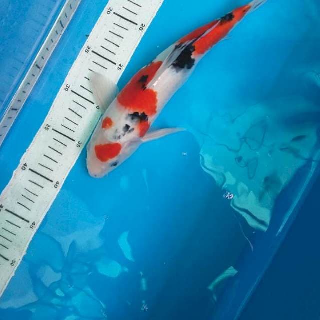 Sanke 31cm