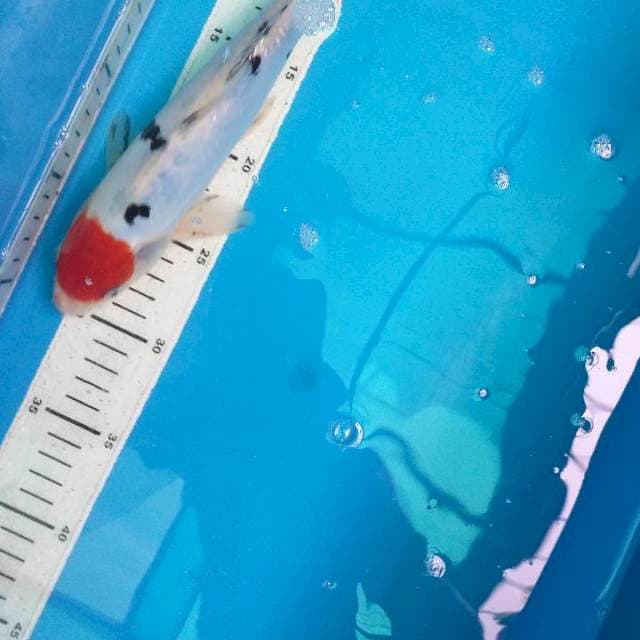 Bekko Tancho Doitsu 27cm