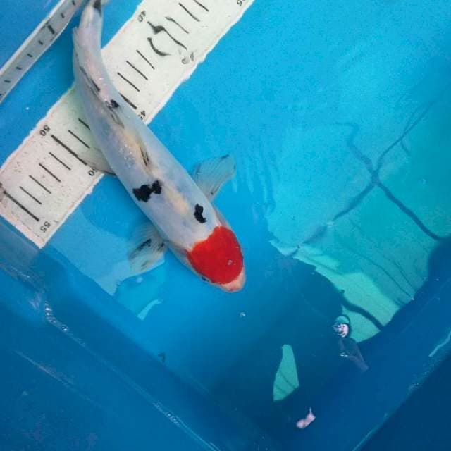 Bekko Tancho Doitsu 27cm