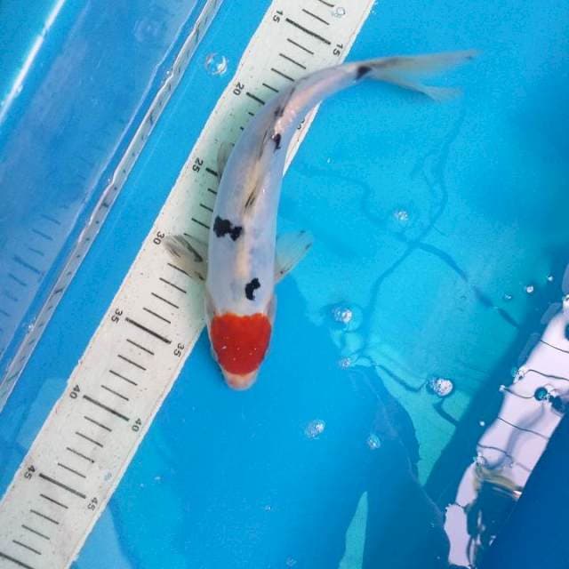Bekko Tancho Doitsu 27cm