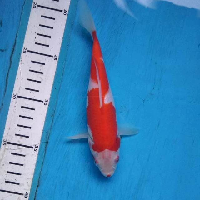 Bosu kohaku good skin