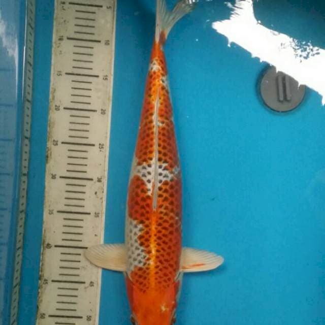 Kujaku F1