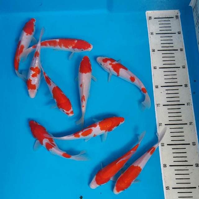 Mic kohaku 10 ekor