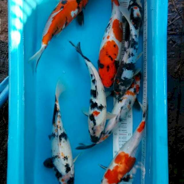 Showa doitsu dan sisik