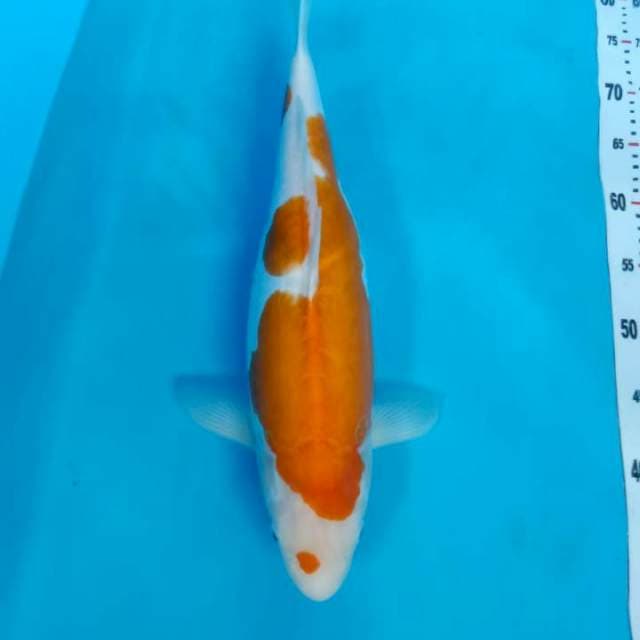 Kohaku Doitsu Mulusssssstt
