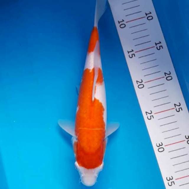 #KOHAKU