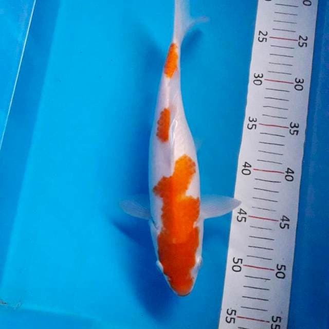 #KOHAKU
