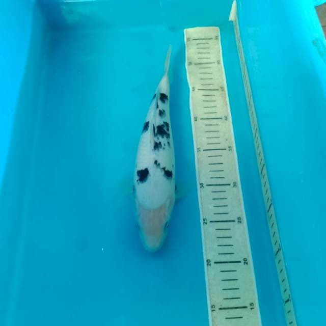 Bekko 28 cm