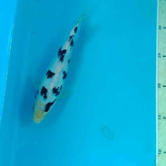 Bekko 18 cm