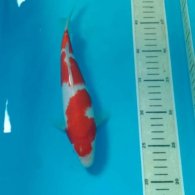 Kohaku 24 cm