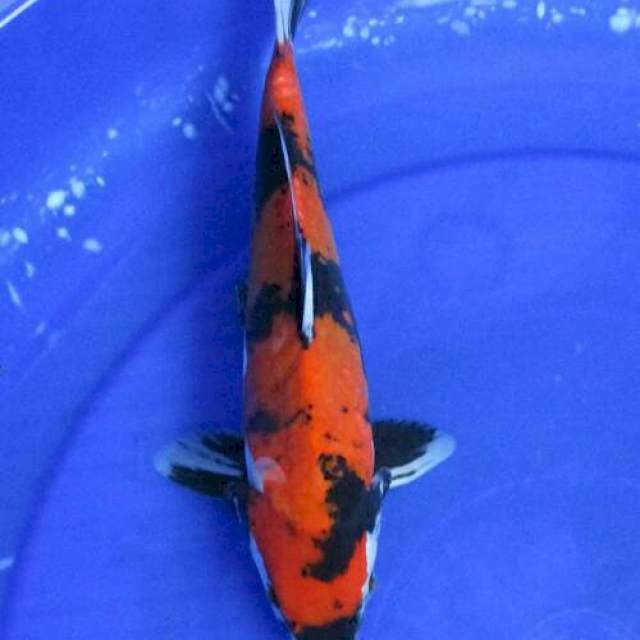 Showa doitsu ±26cm