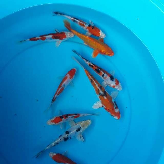mix campur kishusui 9 ekor