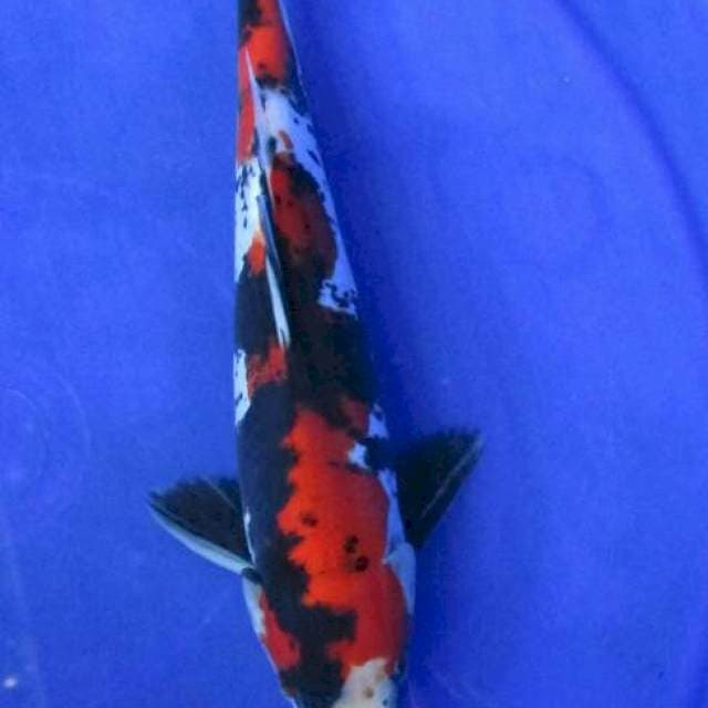 Showa doitsu murni±27cm