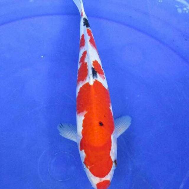 Sanke haluss +28cm
