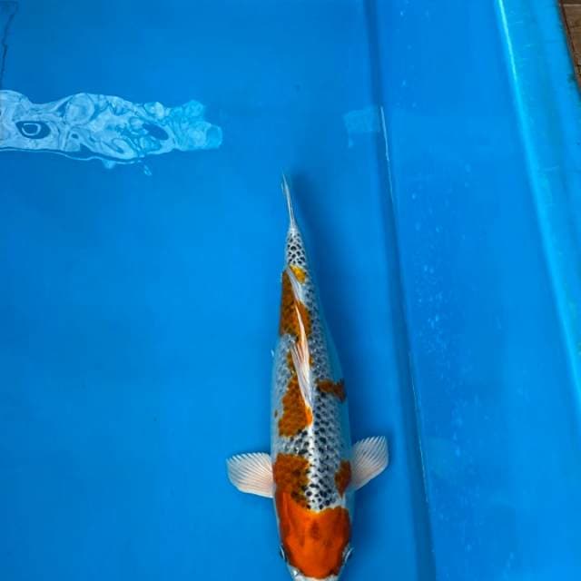 Kujaku Kaneko Certi Breeder, Female