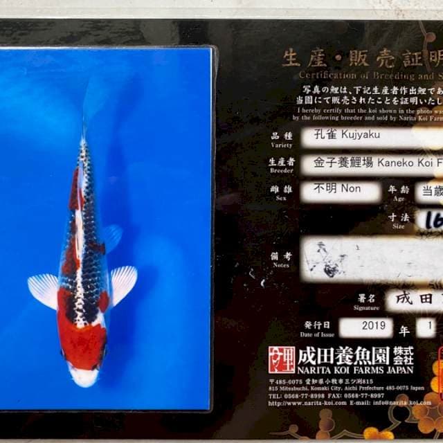 Kujaku Kaneko Certi Breeder, Female