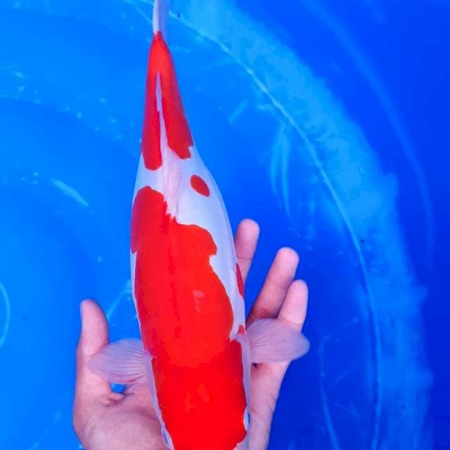 Kohaku doitsu original