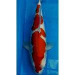 Kohaku 3 step 38cm Female