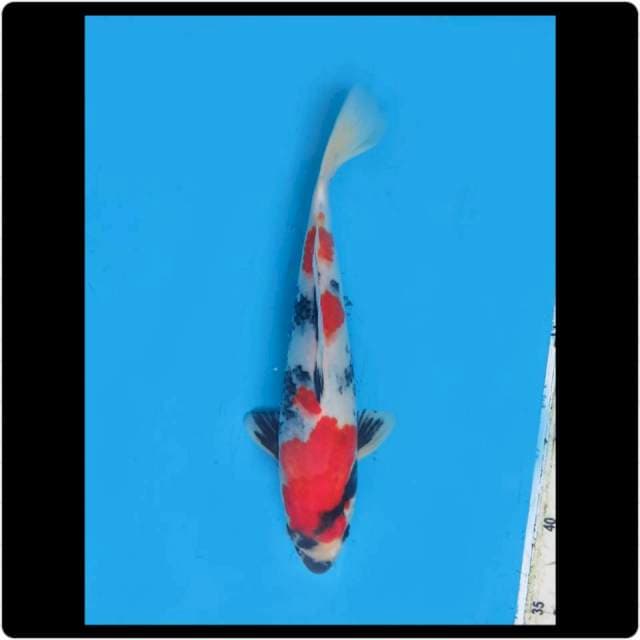 27cm - Male - F1 Red Showa Tategoi