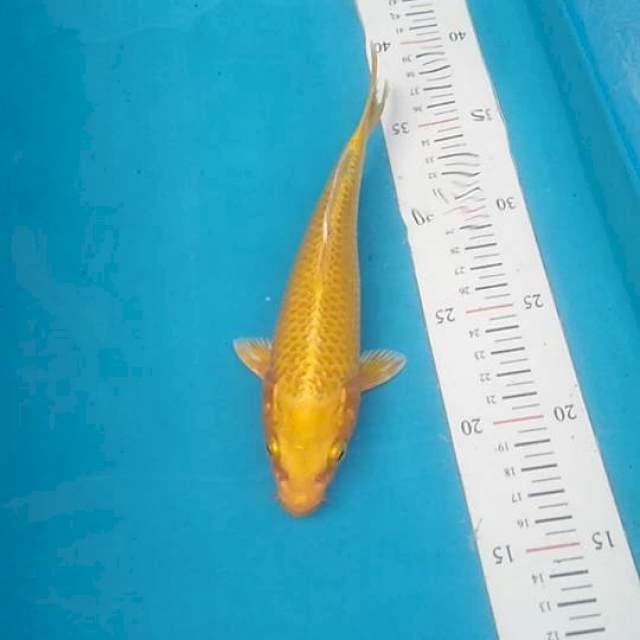 Yamabuki ogon