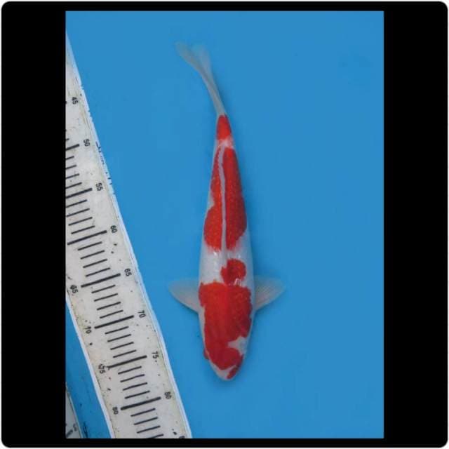 35cm - Male - Kohaku Full Ginrin 