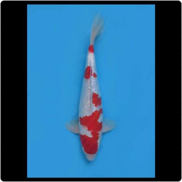 35cm - Male - Kohaku Full Ginrin