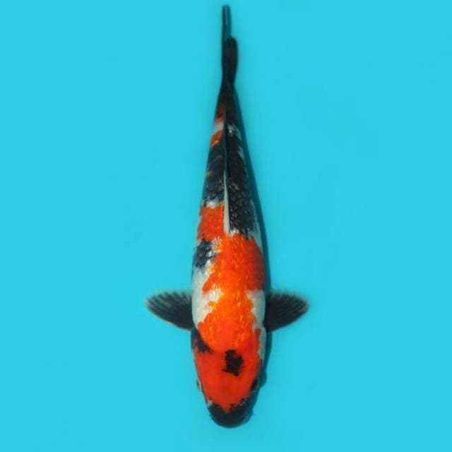 Showa Ginrin 30 cm