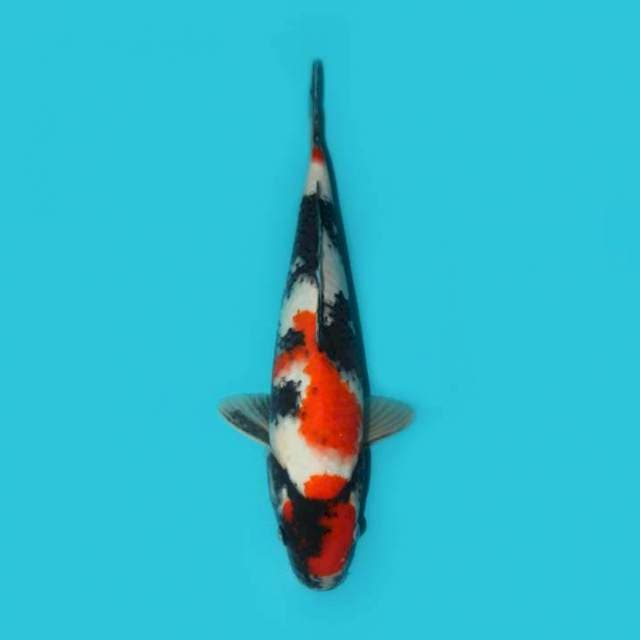 Showa 32 cm