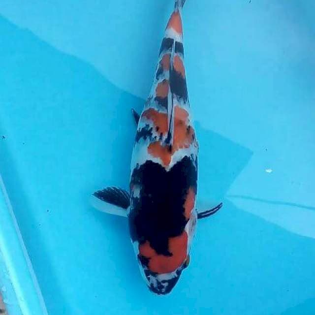 MARUTEN
