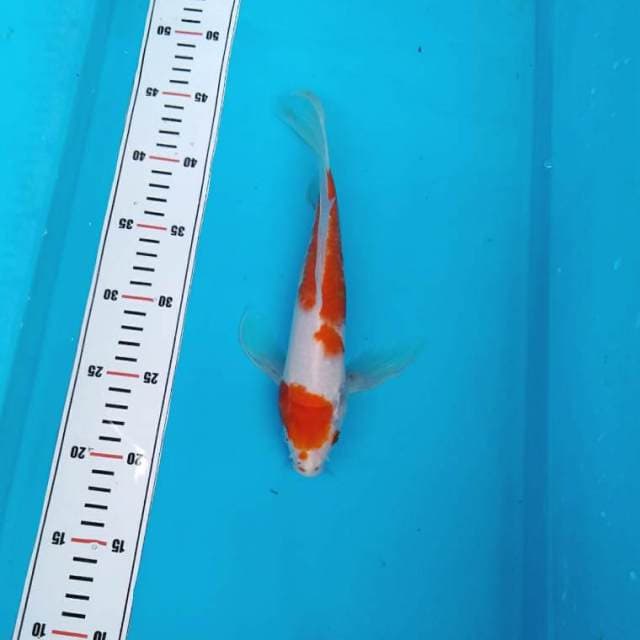 Kohaku kumpay limited