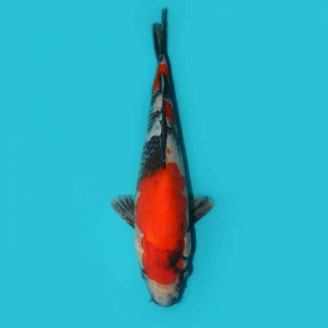 SHOWA 28 CM