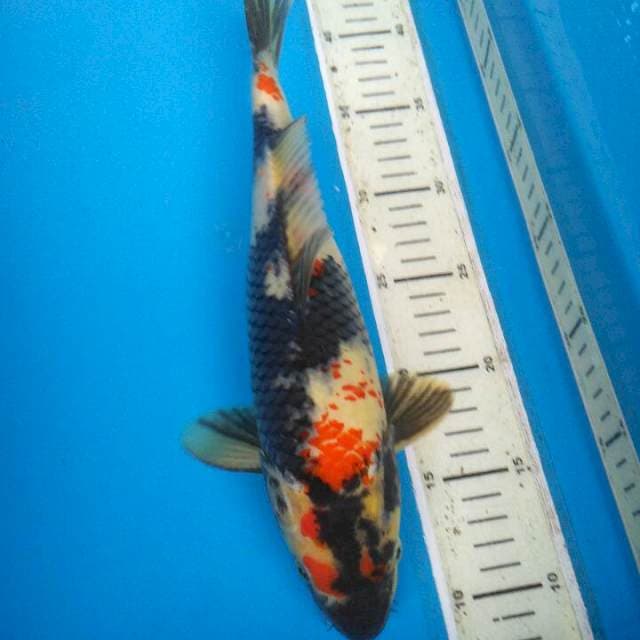 Showa Kanoko Male