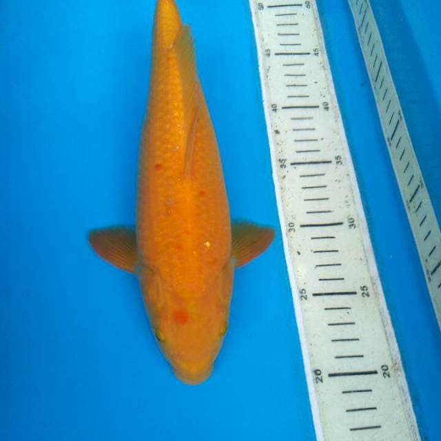 Karasi jumbo Male