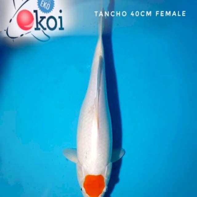 Tancho jumbo 40cm 