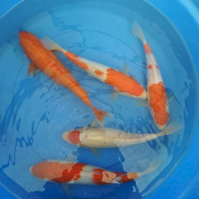 kohaku 5ekor